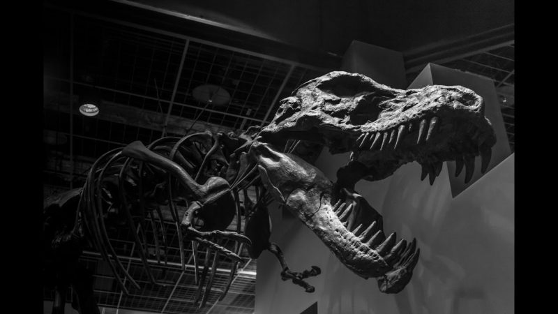 Drapieżne dinozaury [HD]