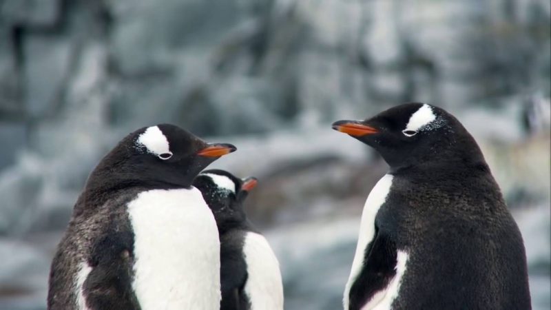 Magia Wielkiego Błękitu – Antarktyka [HD]