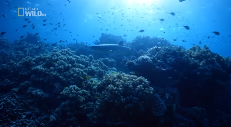 Życie Wielkiej Rafy Koralowej – cz. 1 [HD]