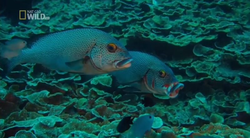 Życie Wielkiej Rafy Koralowej – cz. 2 [HD]