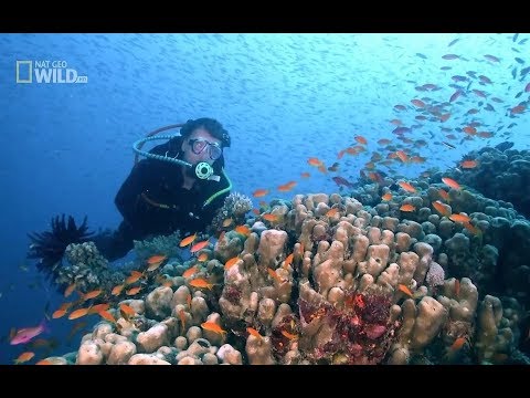 Życie Wielkiej Rafy Koralowej – cz. 1 [HD]