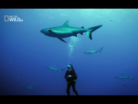 Życie Wielkiej Rafy Koralowej – cz. 2 [HD]