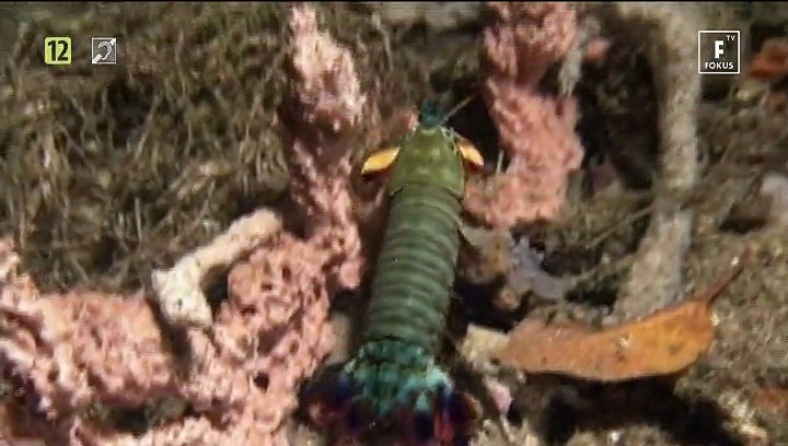 Początki życia według Davida Attenborough Odc. 2